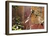 Fresco in the Garden at the Poppea Villa (Villa Poppaea)-Oliviero Olivieri-Framed Photographic Print