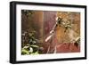 Fresco in the Garden at the Poppea Villa (Villa Poppaea)-Oliviero Olivieri-Framed Photographic Print