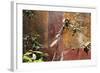 Fresco in the Garden at the Poppea Villa (Villa Poppaea)-Oliviero Olivieri-Framed Photographic Print