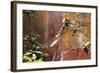 Fresco in the Garden at the Poppea Villa (Villa Poppaea)-Oliviero Olivieri-Framed Photographic Print