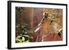 Fresco in the Garden at the Poppea Villa (Villa Poppaea)-Oliviero Olivieri-Framed Photographic Print