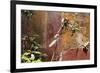 Fresco in the Garden at the Poppea Villa (Villa Poppaea)-Oliviero Olivieri-Framed Photographic Print