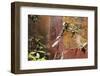 Fresco in the Garden at the Poppea Villa (Villa Poppaea)-Oliviero Olivieri-Framed Photographic Print