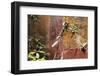 Fresco in the Garden at the Poppea Villa (Villa Poppaea)-Oliviero Olivieri-Framed Photographic Print