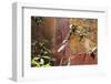 Fresco in the Garden at the Poppea Villa (Villa Poppaea)-Oliviero Olivieri-Framed Photographic Print