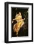 Fresco Menade con Tirso e Tamburello-null-Framed Premium Giclee Print