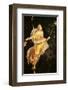 Fresco Menade con Tirso e Tamburello-null-Framed Premium Giclee Print