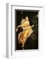 Fresco Menade con Tirso e Tamburello-null-Framed Premium Giclee Print