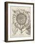 Fresco Sunflower I-Vision Studio-Framed Art Print