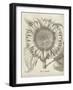 Fresco Sunflower I-Vision Studio-Framed Art Print