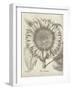 Fresco Sunflower I-Vision Studio-Framed Art Print