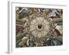 Frescoes of Dome, 1477-Melozzo Da Forli-Framed Giclee Print