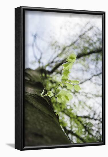 Fresh and tenuous foliage of a beech in the Teutoburg Forest.-Nadja Jacke-Framed Photographic Print