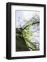 Fresh and tenuous foliage of a beech in the Teutoburg Forest.-Nadja Jacke-Framed Photographic Print