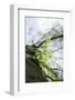 Fresh and tenuous foliage of a beech in the Teutoburg Forest.-Nadja Jacke-Framed Photographic Print