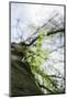 Fresh and tenuous foliage of a beech in the Teutoburg Forest.-Nadja Jacke-Mounted Photographic Print