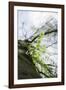 Fresh and tenuous foliage of a beech in the Teutoburg Forest.-Nadja Jacke-Framed Photographic Print