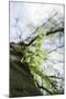 Fresh and tenuous foliage of a beech in the Teutoburg Forest.-Nadja Jacke-Mounted Photographic Print