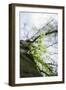 Fresh and tenuous foliage of a beech in the Teutoburg Forest.-Nadja Jacke-Framed Photographic Print