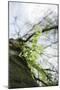 Fresh and tenuous foliage of a beech in the Teutoburg Forest.-Nadja Jacke-Mounted Photographic Print