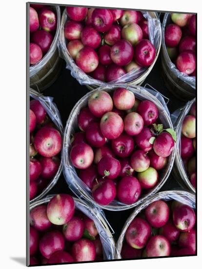 Fresh Apples, Beulah, Lake Michigan Shore, Michigan, USA-Walter Bibikow-Mounted Photographic Print