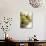 Fresh Artichokes-Debi Treloar-Photographic Print displayed on a wall