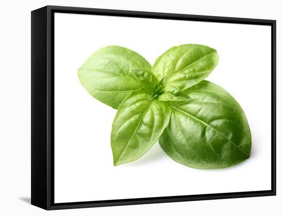 Fresh Basil Leaves in Closeup-dionisvera-Framed Stretched Canvas