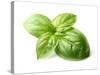 Fresh Basil Leaves in Closeup-dionisvera-Stretched Canvas