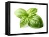 Fresh Basil Leaves in Closeup-dionisvera-Framed Stretched Canvas