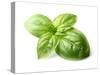 Fresh Basil Leaves in Closeup-dionisvera-Stretched Canvas