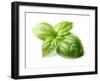 Fresh Basil Leaves in Closeup-dionisvera-Framed Photographic Print