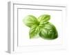 Fresh Basil Leaves in Closeup-dionisvera-Framed Photographic Print