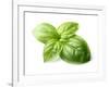 Fresh Basil Leaves in Closeup-dionisvera-Framed Photographic Print