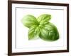 Fresh Basil Leaves in Closeup-dionisvera-Framed Photographic Print