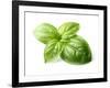 Fresh Basil Leaves in Closeup-dionisvera-Framed Photographic Print