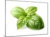 Fresh Basil Leaves in Closeup-dionisvera-Mounted Photographic Print