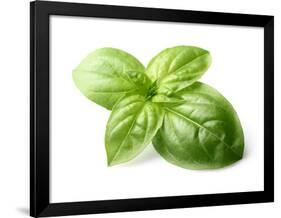 Fresh Basil Leaves in Closeup-dionisvera-Framed Photographic Print