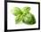 Fresh Basil Leaves in Closeup-dionisvera-Framed Photographic Print