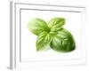 Fresh Basil Leaves in Closeup-dionisvera-Framed Photographic Print