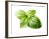 Fresh Basil Leaves in Closeup-dionisvera-Framed Photographic Print