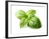 Fresh Basil Leaves in Closeup-dionisvera-Framed Photographic Print