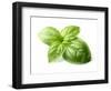 Fresh Basil Leaves in Closeup-dionisvera-Framed Photographic Print