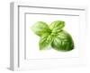 Fresh Basil Leaves in Closeup-dionisvera-Framed Photographic Print