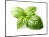 Fresh Basil Leaves in Closeup-dionisvera-Mounted Photographic Print