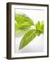 Fresh Basil-Malgorzata Stepien-Framed Photographic Print