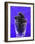 Fresh Blackberries in a Glass-Sara Jones-Framed Photographic Print