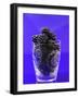 Fresh Blackberries in a Glass-Sara Jones-Framed Photographic Print