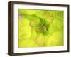 Fresh Bloom II-Nicole Katano-Framed Photo