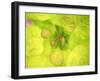 Fresh Bloom II-Nicole Katano-Framed Photo