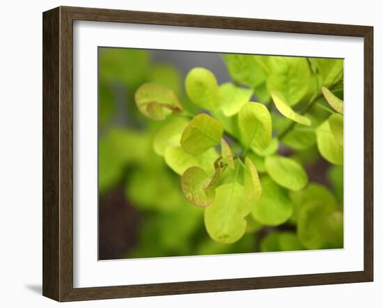 Fresh Bloom IV-Nicole Katano-Framed Photo